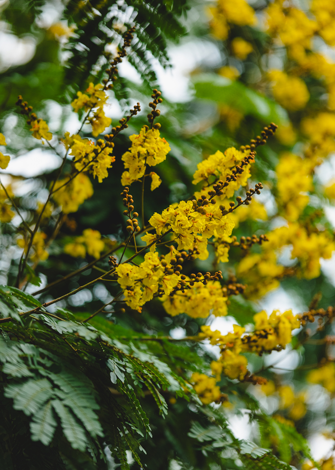 Cây lim xẹt (Peltophorum pterocarpum)